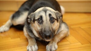 Detectar si a tu perro demasiado le están afectando las bombas