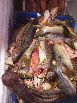 Ayolas: escasez de pescado fue la constante durante 2024 - Nacionales - ABC Color