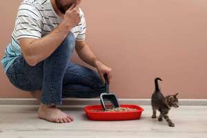 “Tengo gato y mi vecino no”: estas son las reglas básicas para asegurar una buena vecindad  - Mascotas - ABC Color