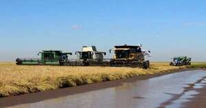 La Nación / Productores de arroz cierran el año con buenas expectativas para la cosecha del 2025