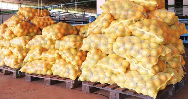 La Nación / Empresa paraguaya volverá al mercado taiwanés con acompañamiento de Rediex