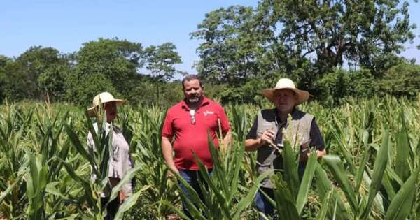 La Nación / Acuerdo público-privado entre Indert y UGP muestra excelentes resultados en cultivo de maíz
