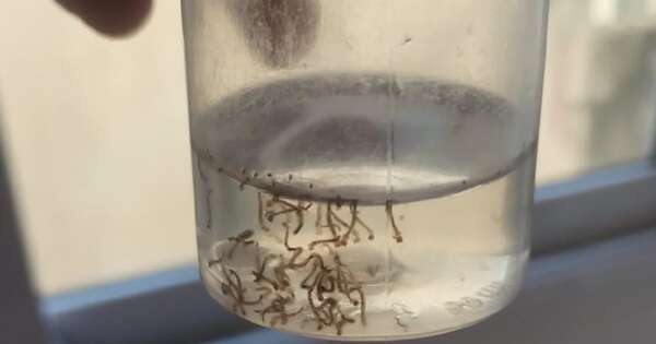 La Nación / Dengue: Salud confirma 110 casos positivos y más de 900 casos sospechosos a nivel país