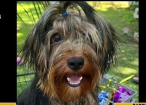 Familia busca a su mascota - SNT