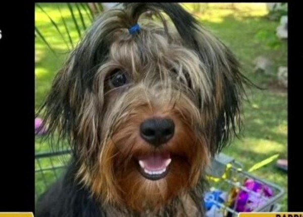 Familia busca a su mascota - SNT