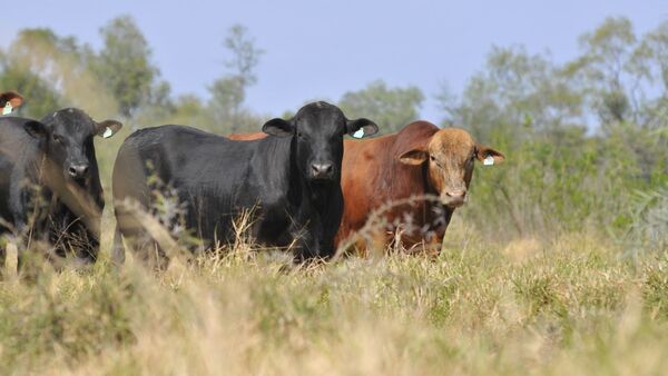 ACBP iniciará con su nuevo plan de crianza para la raza Brangus en 2025