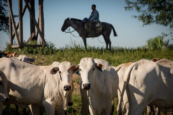 El PIB crece 4,3% al cierre del tercer trimestre de 2024, impulsado por el sector agropecuario