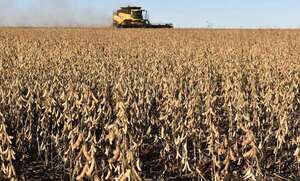¿Cómo les fue a la agricultura y la ganadería en el 2024? - Economía - ABC Color