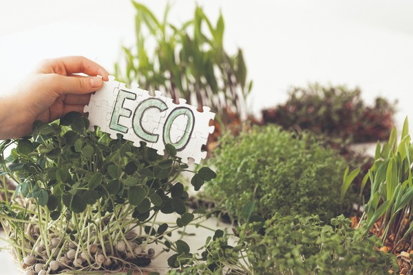 Net Zero: la carrera hacia cero emisiones netas de carbono | Columnas | 5Días
