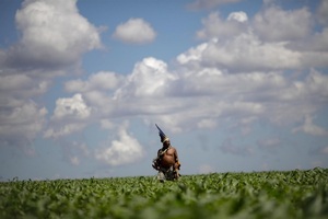 El consejo del cacique | Columnas | 5Días
