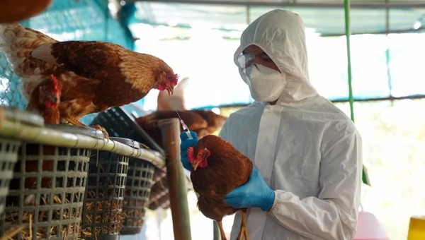 Gripe aviar: detectaron mutaciones del virus en el primer caso grave en humanos - 1000 Noticias
