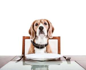Alimentos tóxicos para mascotas: una lista completa (algunos son comunes en las fiestas) - Mascotas - ABC Color