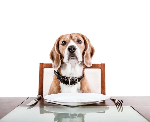 Alimentos tóxicos para mascotas: una lista completa (algunos son comunes en las fiestas) - Mascotas - ABC Color