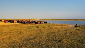 Ganadería: Implementarán nuevo plan de crianza para la raza brangus en 2025 - MarketData