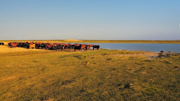 Ganadería: Implementarán nuevo plan de crianza para la raza brangus en 2025 - MarketData