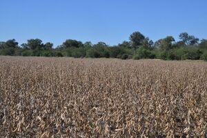 Estimaciones del cultivo de soja en el Chaco evidencian resultados de una campaña difícil