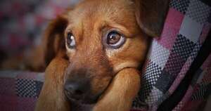 Diario HOY | Mozart, Bach y la música clásica, aliados para relajar a los perros en Año Nuevo