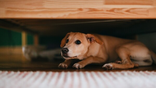 El impacto de los fuegos artificiales en las mascotas y cómo protegerlas durante las celebraciones
