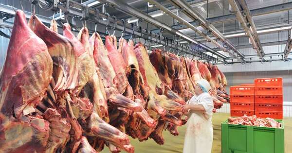 La Nación / Cadena cárnica: 2024 fue óptimo en faena, pero debe permear en el sector primario