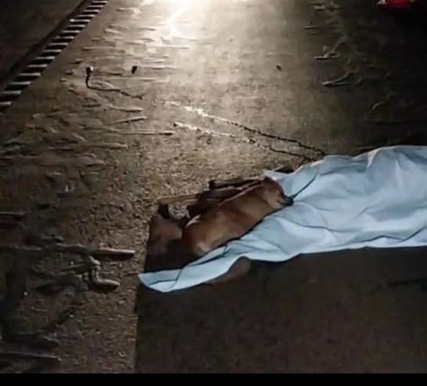 (VIDEO)Falleció mujer en accidente pero perrito atacó a forenses y no dejaron el cuerpo