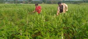 Producción agrícola: sesameros preparan la cosecha de la temporada - Nacionales - ABC Color