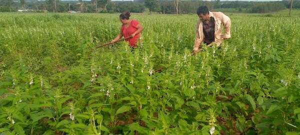 Producción agrícola: sesameros preparan la cosecha de la temporada - Nacionales - ABC Color