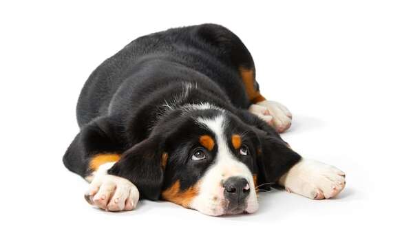 Cómo saber si tu mascota está aburrida y qué hacer para solucionarlo - Mascotas - ABC Color