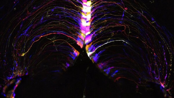 Descubren el punto caliente del cerebro donde se produce el envejecimiento
