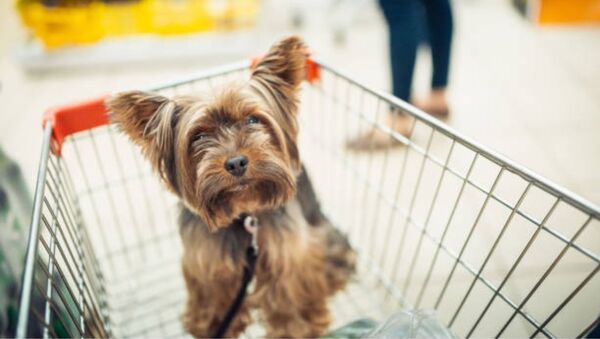 Municipalidad de Asunción recuerda restricciones para el ingreso de mascotas