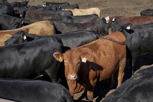 El precio del novillo en el Mercosur se estabiliza tras semanas de caída