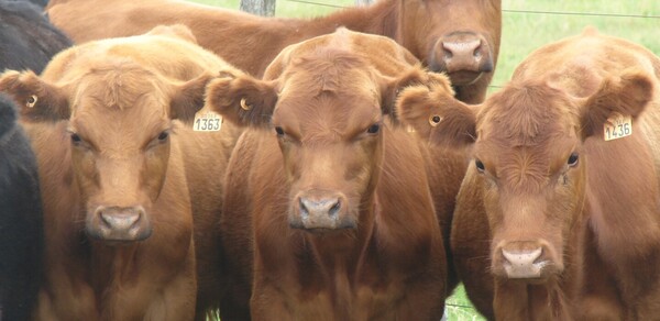 En Uruguay incertidumbre en el mercado del gordo por paros en frigoríficos