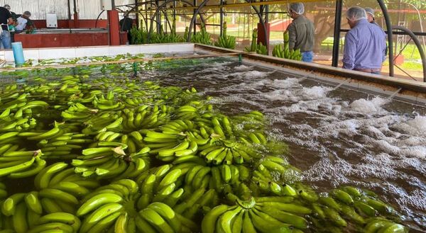 Paraguay marcó un hito en sus exportaciones frutihortícolas con un aumento del 28%