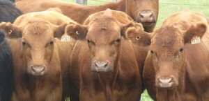 En Uruguay incertidumbre en el mercado del gordo por paros en frigoríficos