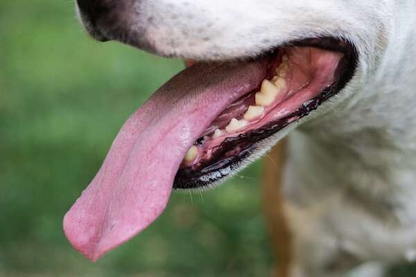 Golpes de calor en mascotas: prevención y primeros auxilios - Mascotas - ABC Color