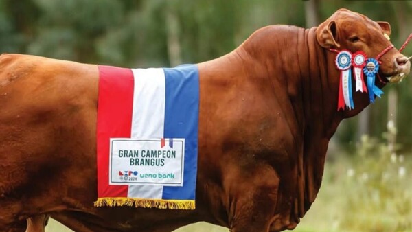 Toro nacional Brangus logra título mundial