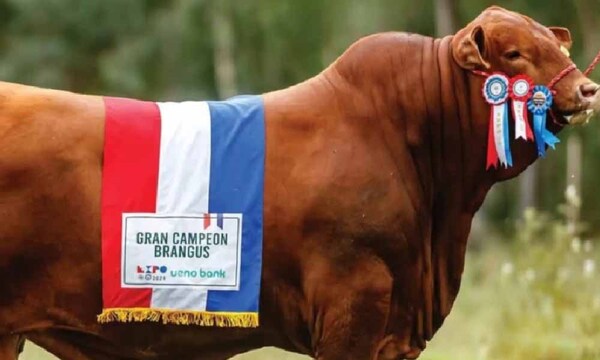 Toro nacional Brangus logra título mundial – Prensa 5
