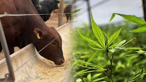 Autorizan la venta de alimentos balanceados con cannabis industrial para animales | Agronegocios | 5Días