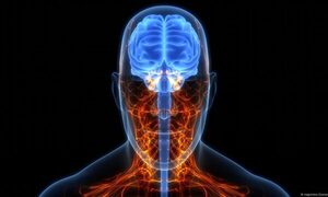 Estudio: nuestro cerebro es mucho más lento que el Internet