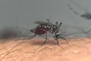 ¡Cuidado con brote del serotipo 3 del dengue! Podría generar más casos de la enfermedad, advierte Salud - Nacionales - ABC Color