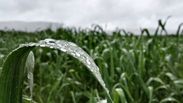 Precipitaciones moderadas en el Alto Chaco favorecen el desarrollo de cultivos y pasturas