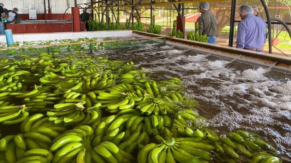 Paraguay marcó un hito en sus exportaciones frutihortícolas con un aumento del 28%