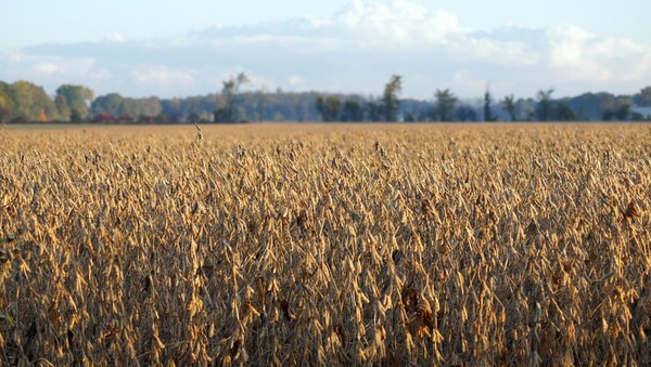 Pese a precios bajos y clima desafiante, existen expectativas positivas para zafra sojera