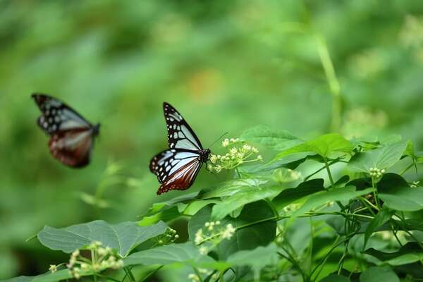 Récord migratorio para una mariposa exótica que vuela 3.000 kilómetros de Japón a Hong Kong - Ciencia - ABC Color