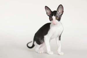 Gatos para personas con alergias: razas menos propensas a provocar reacciones  - Mascotas - ABC Color