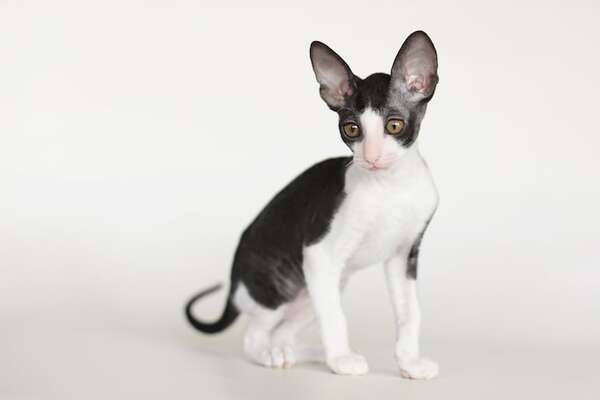 Gatos para personas con alergias: razas menos propensas a provocar reacciones - Mascotas - ABC Color
