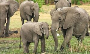 Muere una turista española al ser atacada por un elefante en Tailandia