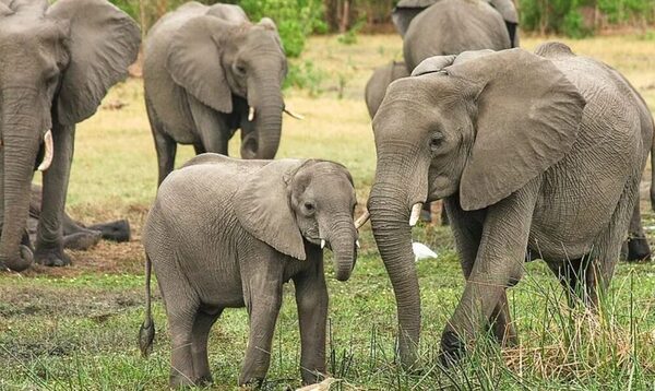 Muere una turista española al ser atacada por un elefante en Tailandia
