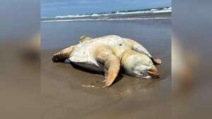 Fauna marina “invade” las playas en Santa Catarina - Viajes - ABC Color