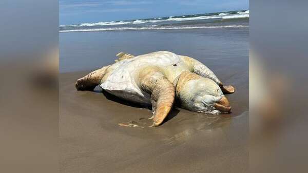 Fauna marina “invade” las playas en Santa Catarina - Viajes - ABC Color