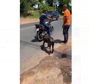 (VIDEO). Arriero infeliz es retenido en la calle por arrastrar a su perro atado a su moto
